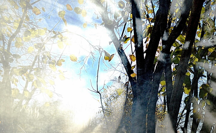 摄影 标题为“bois brouillard” 由Aquartistiq, 原创艺术品, 数码摄影