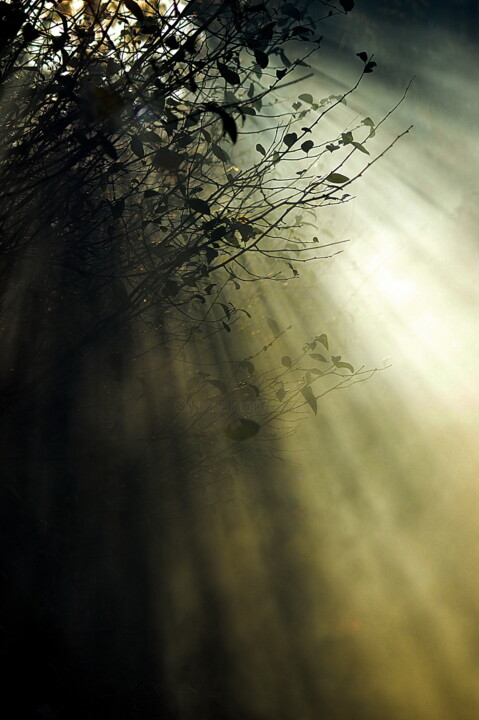 Fotografia zatytułowany „ombre sombre” autorstwa Aquartistiq, Oryginalna praca, Fotografia cyfrowa