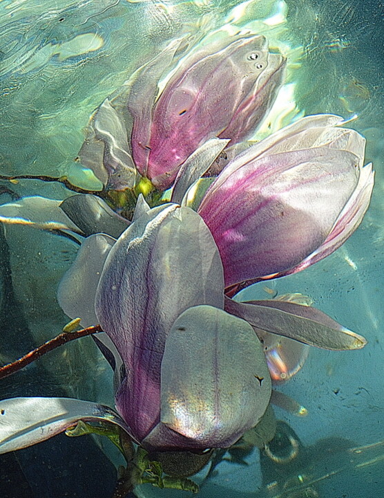 Fotografia zatytułowany „arums fleurs” autorstwa Aquartistiq, Oryginalna praca, Fotografia cyfrowa