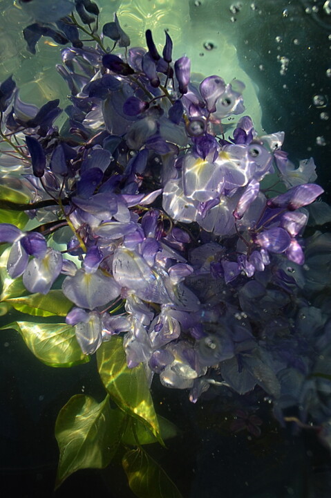 Photography titled "violette fleurs" by Aquartistiq, Original Artwork, Digital Photography