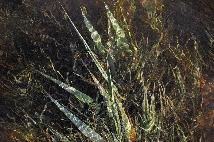 Photographie intitulée "herbe et eau" par Aquartistiq, Œuvre d'art originale, Photographie numérique