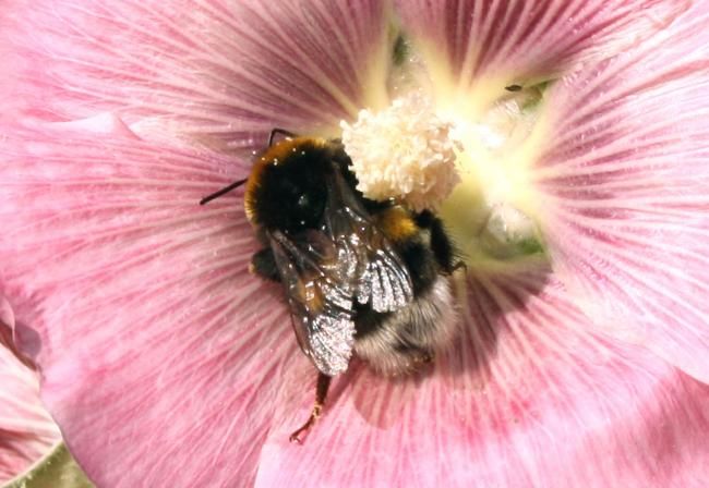 Фотография под названием "Мальва и пчела." - Табачковская, Подлинное произведение искусства