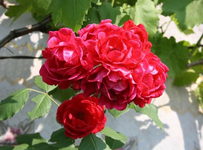 Fotografia intitulada "Красные розы." por Tabachkovskaia, Obras de arte originais