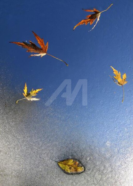 Photography titled "Leaves" by Archangelus, Original Art,