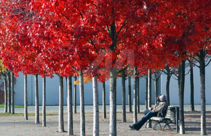 Photography titled "Red Trees" by Archangelus, Original Art,