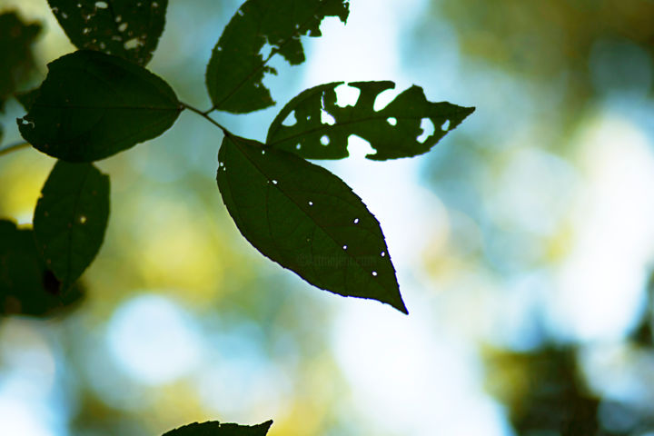 Fotografía titulada "feuilles" por Mohadib', Obra de arte original