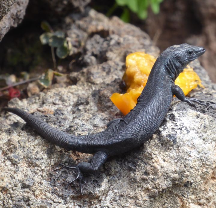 Photographie intitulée "Lézard iguane" par Marina Argentini, Œuvre d'art originale