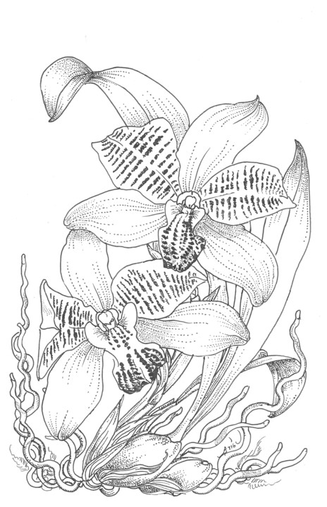 Drawing titled "an orchid colax jug…" by Ariel Valencia Navarro, Original Artwork, Ink