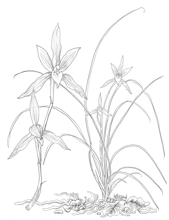 Dibujo titulada "orchid from China C…" por Ariel Valencia Navarro, Obra de arte original, Tinta
