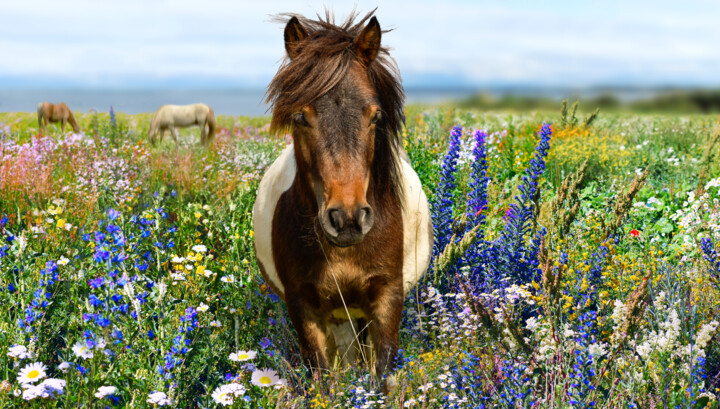 Photographie intitulée "Pony in a blooming…" par Arija Paikule, Œuvre d'art originale, Photographie manipulée