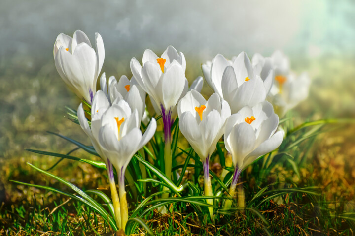 Fotografia intitolato "Crocus white spring…" da Arija Paikule, Opera d'arte originale, Fotografia manipolata