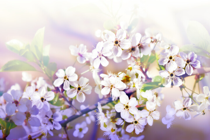 Fotografie getiteld "White spring flower…" door Arija Paikule, Origineel Kunstwerk, Gemanipuleerde fotografie