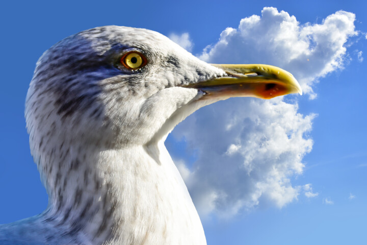 Fotografie getiteld "Seagull bird gull…" door Arija Paikule, Origineel Kunstwerk, Gemanipuleerde fotografie