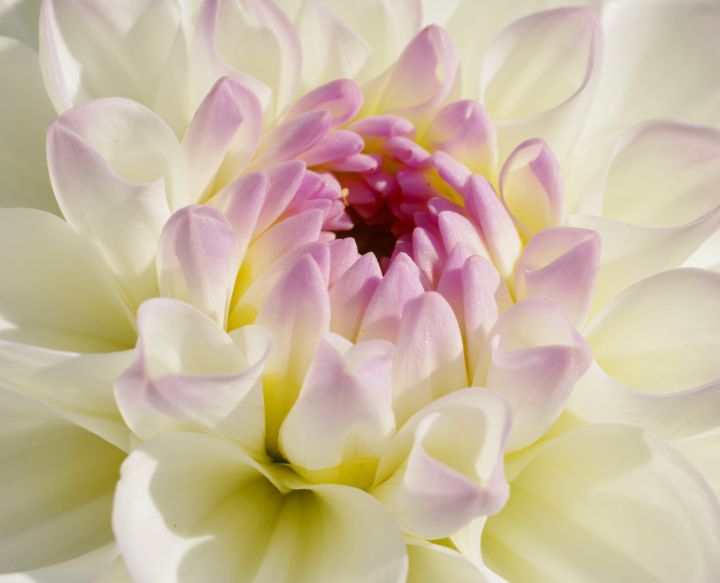 Photographie intitulée "Fleur à Cheverny 3" par Vincent Arin, Œuvre d'art originale