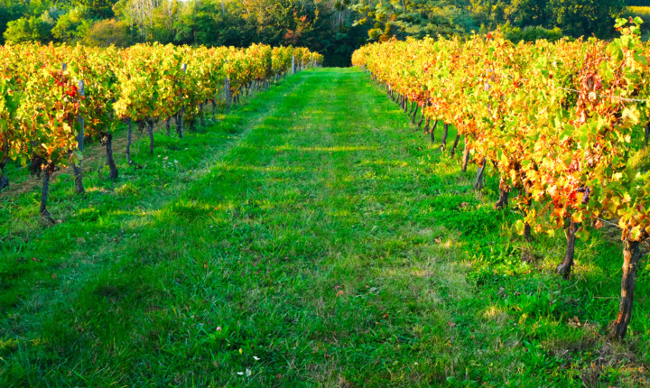 Fotografía titulada "Vignes au matin" por Vincent Arin, Obra de arte original, Fotografía digital