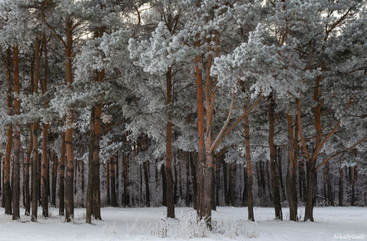 Photography titled "Snow and Pine Fores…" by Arkady Gude, Original Artwork