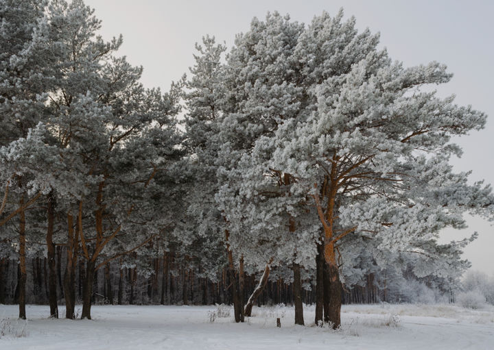 Fotografia intitolato "Winter, Pine Forest…" da Arkady Gude, Opera d'arte originale