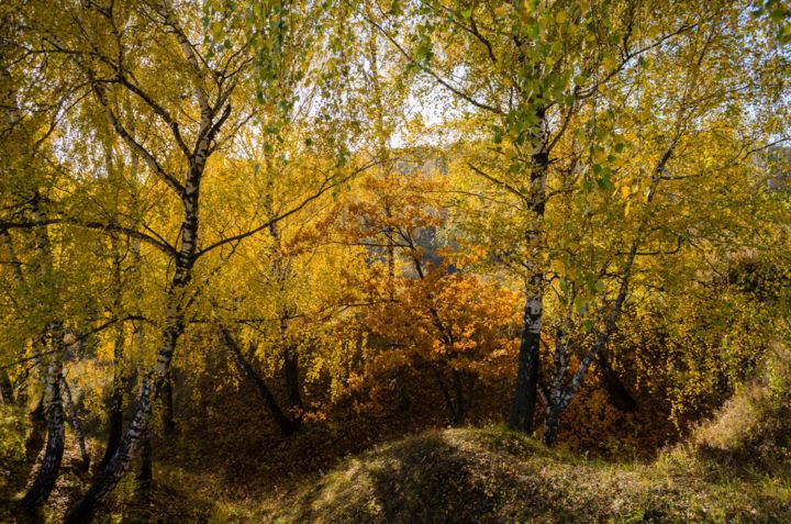 Φωτογραφία με τίτλο "Autumn, birch trees…" από Arkady Gude, Αυθεντικά έργα τέχνης