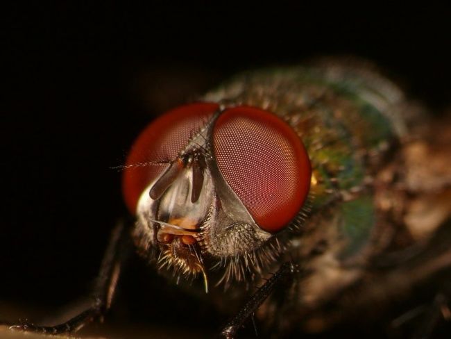 Fotografia intitulada "la mouche" por Aronaturel(Aronaturel.Jed.St), Obras de arte originais