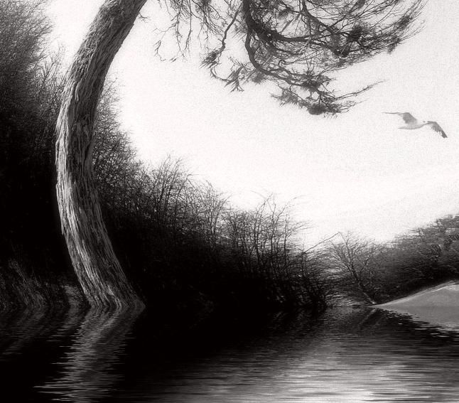 "bosque magico (ench…" başlıklı Tablo Fotopatagonia tarafından, Orijinal sanat, Petrol