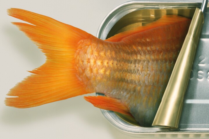 Fish Can & Fish Can't (Two Prints), Digital Arts by Art Grafts | Artmajeur