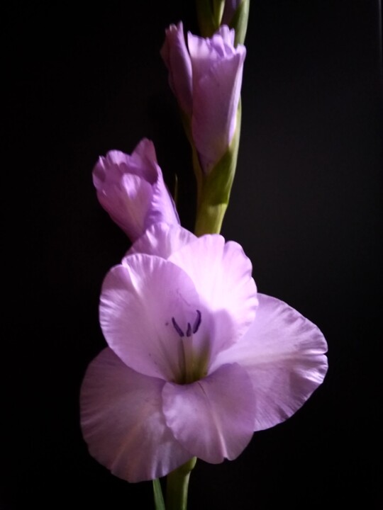 Fotografie getiteld "soft purple gladiol…" door Art-Teodora, Origineel Kunstwerk, Digitale fotografie