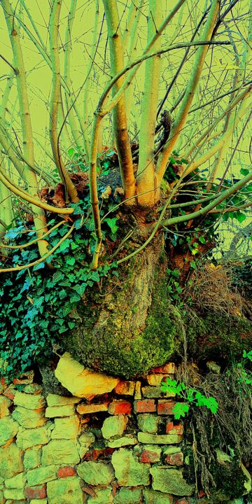 Fotografia intitulada "Arbre et Briques" por Ludovic Cussigh, Obras de arte originais, Fotografia digital