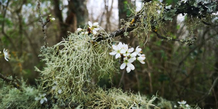 Photographie intitulée "Fleur et Lichen" par Ludovic Cussigh, Œuvre d'art originale, Photographie numérique