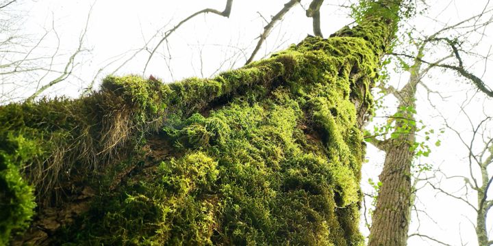 Photographie intitulée "Mousse et Arbre" par Ludovic Cussigh, Œuvre d'art originale, Photographie numérique