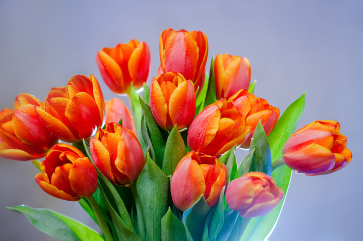 Photographie intitulée "Bouquet of red tuli…" par Artcomma, Œuvre d'art originale