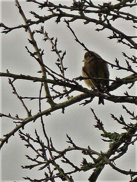 Photography titled "oiseau sur une bran…" by Artcouleur S, Original Artwork, Digital Photography