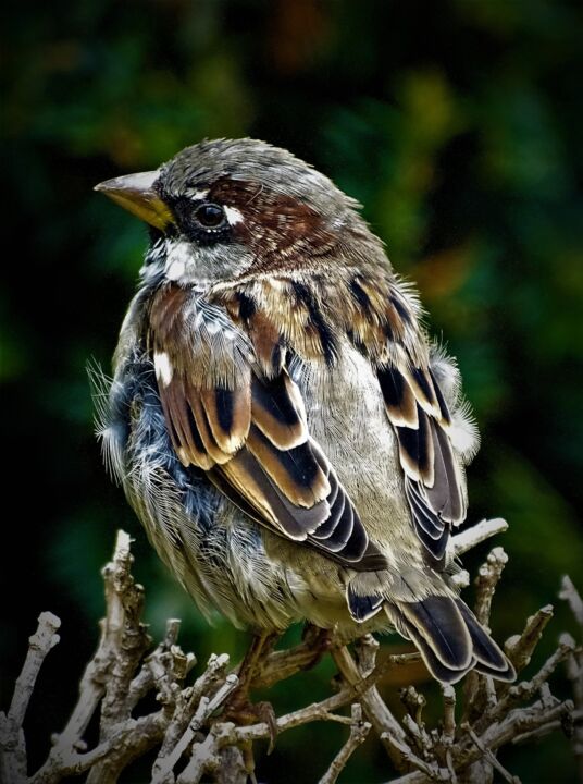 Photographie intitulée "Moineau XIV" par Artcouleur S, Œuvre d'art originale, Photographie numérique