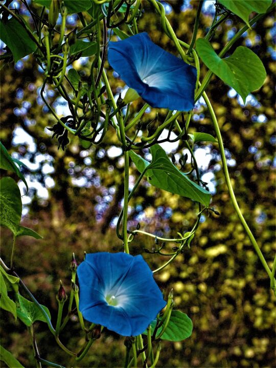 Fotografia zatytułowany „Fleurs bleues” autorstwa Artcouleur S, Oryginalna praca, Fotografia cyfrowa