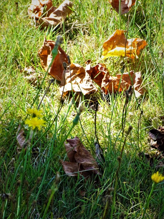 Fotografia zatytułowany „Feuiles” autorstwa Artcouleur S, Oryginalna praca, Fotografia cyfrowa