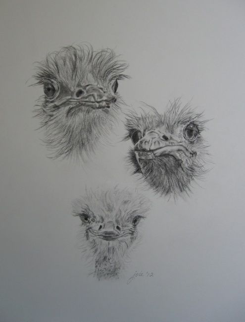 Σχέδιο με τίτλο "Ostriches" από Joie, Αυθεντικά έργα τέχνης, Άλλος