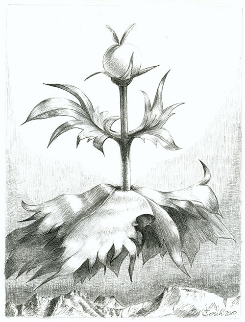 Zeichnungen mit dem Titel "Stackelblaetrige Ku…" von Josch H. Pfisterer, Original-Kunstwerk, Bleistift