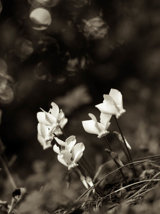 Fotografía titulada "Violets" por Ines Markwardt, Obra de arte original