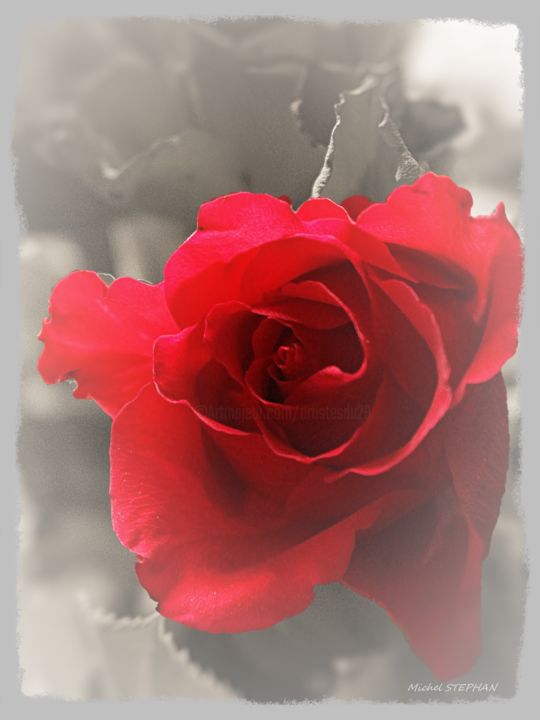 Photographie intitulée "Rose rouge fond en…" par Michel Stephan, Œuvre d'art originale, Photographie numérique