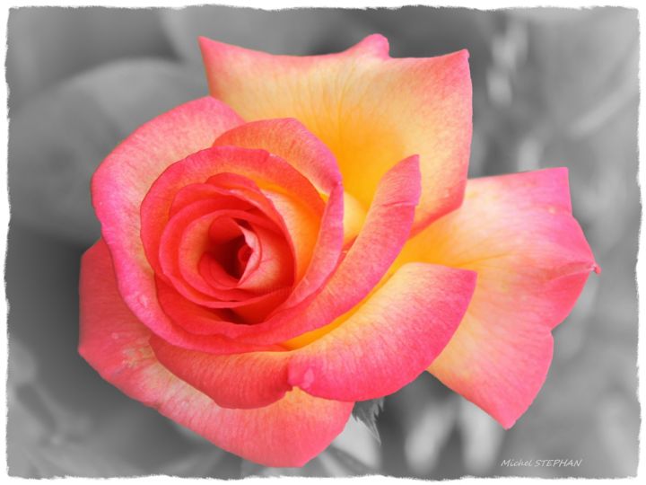 Photography titled "Rose couleur orange…" by Michel Stephan, Original Artwork, Digital Photography