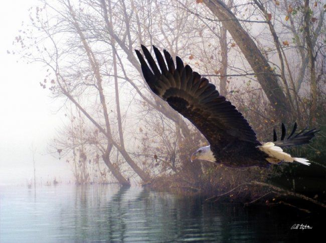 Photographie intitulée "Bilbow's Eagle" par Bill Stephens, Œuvre d'art originale