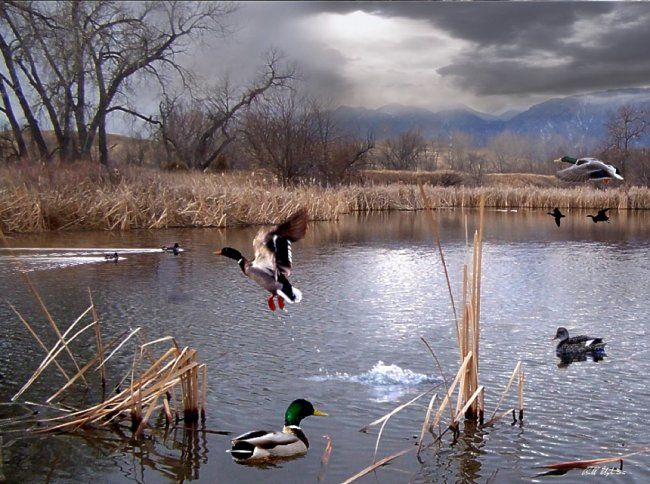 Arts numériques intitulée "The Pond" par Bill Stephens, Œuvre d'art originale, Peinture numérique