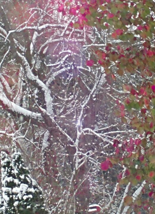 Fotografie getiteld "Snowy Branches" door Artistry By Ajanta, Origineel Kunstwerk, Digitale fotografie