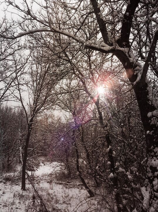 Photography titled "A Sunny January" by Artistry By Ajanta, Original Artwork, Digital Photography