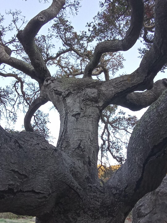 Photography titled "Live Oak" by Artistry By Ajanta, Original Artwork, Non Manipulated Photography