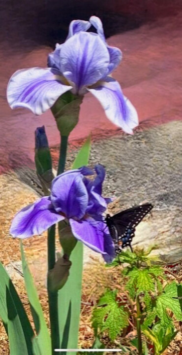 Photography titled "My Irises And A But…" by Artistry By Ajanta, Original Artwork, Digital Photography