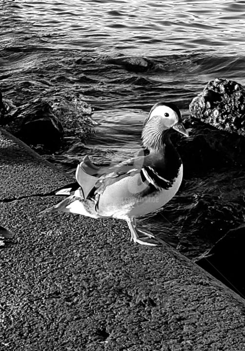 Photographie intitulée "The Beaty..:o)" par Art Moé, Œuvre d'art originale, Photographie numérique