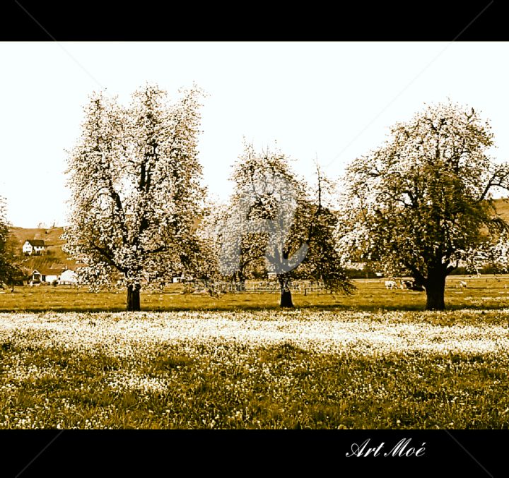 Fotografie mit dem Titel "Trees Primetime" von Art Moé, Original-Kunstwerk, Digitale Fotografie