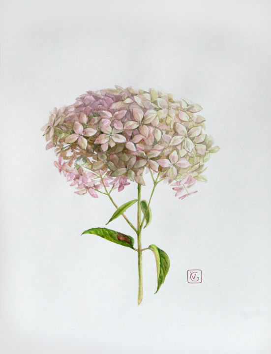 Painting titled "Hydrangea" by Vera Grebennikova, Original Artwork, Watercolor