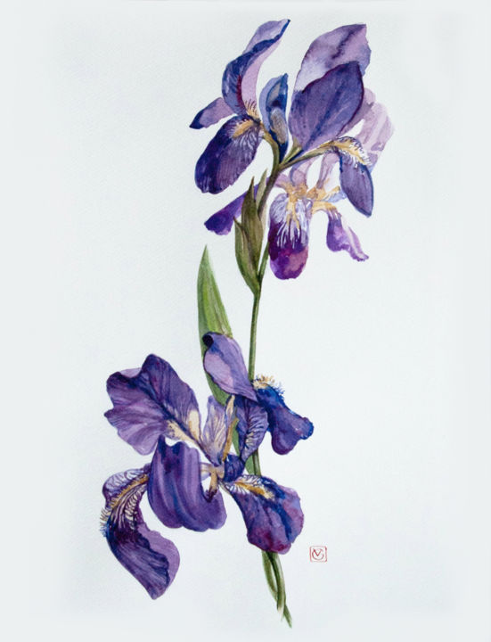 Painting titled "Irises" by Vera Grebennikova, Original Artwork, Watercolor