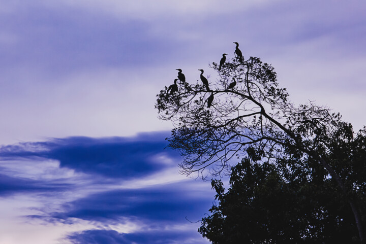 "Birds" başlıklı Fotoğraf Anna Sowinska tarafından, Orijinal sanat, Dijital Fotoğrafçılık